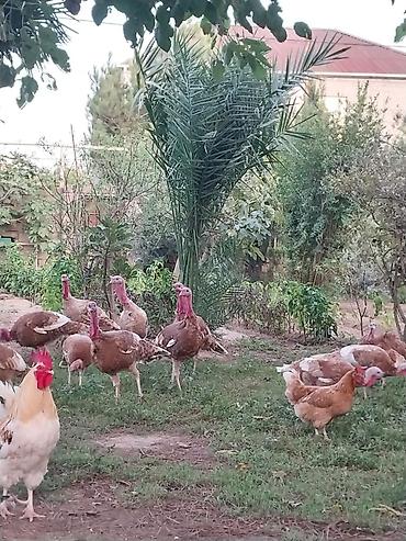 Hinduşkalar: Dişi, Kanada, Damazlıq — 2