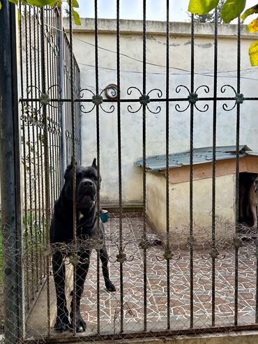 İtlər: Kane-Korso — 30