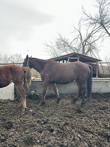 Лошади, кони: Продаю | Кобыла (самка), Конь (самец), Жеребенок | Полукровка | На забой, Для разведения, Для молока — 11
