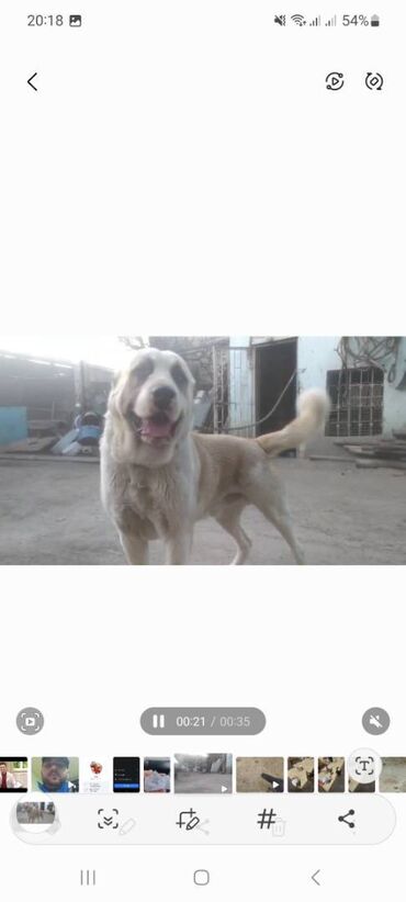 İtlər: Qurdbasar, 1 ay, Erkek, Peyvəndli, Ödənişli çatdırılma