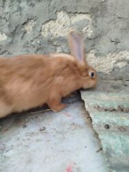 Dovşanlar: Temiz Burgun balalar. var satiwda diwi ve erkey 1 erkey 2 diwi — 12