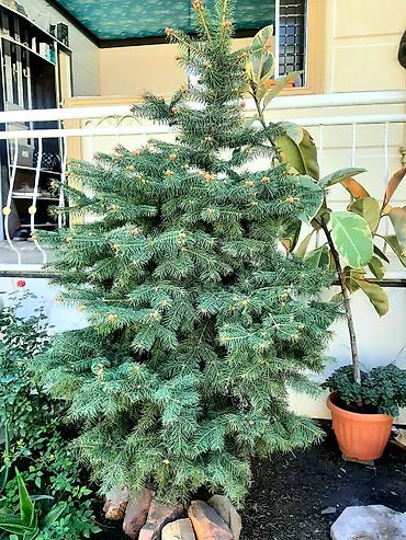 туя бишкек цена: 🌲 Продам Шикарную Голубую Ель - 1.6 м Готовое украшение для вашего — 4
