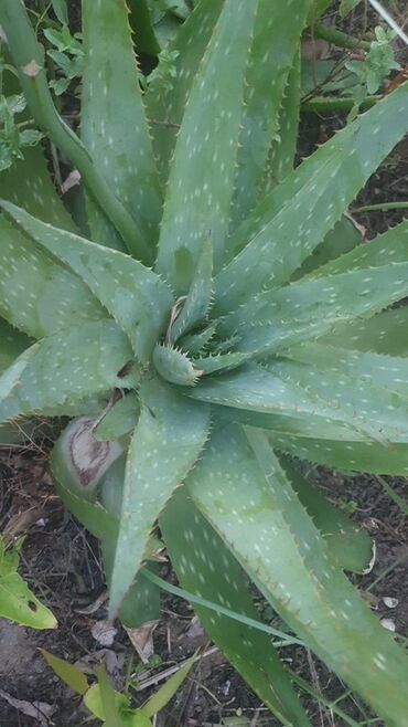 Tinglər: Razılaşma yolu ilə. Aloe vera bitkisi, qalın, ətli yarpaqları olan