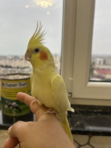 Tutuquşları: Erkək Korella papuqayı satılır Dekabrın 1-i doğulub Boz rəngi və — 15