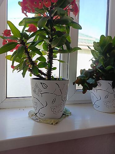 Другие комнатные растения: Срочна ❗ Комнатный гулдордун турлору коп. Баарын жакшы баада берем — 2