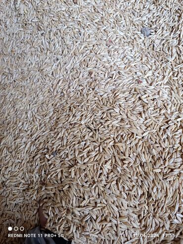 бешенство у животных: Продается пшеница для корма 
16
Срочно Срочно Срочно !!!