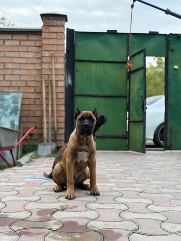 казакча той ырлары 2020 скачать: Пропал щено!!!!кесть вознаграждение 10000 сом