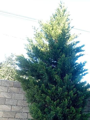 paulownia agaci: Thuja (evergreen dekorativ ağac) - Növ: Thuja/ardıc tipli həmişəyaşıl — 5