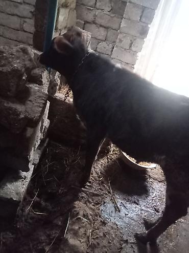 labrador retriever satilir: Cins danadir esil saxlanmalidir tecili pul lazimdir ona gore satiram — 3