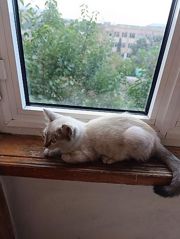 pişik satışı ucuz: Siam, Dişi, Yaxşı əllərə, Ünvandan götürmə — 10