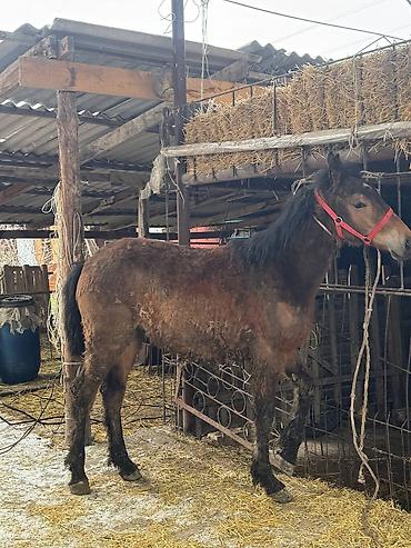 Лошади, кони: Продаю | Жеребец, Жеребенок — 1