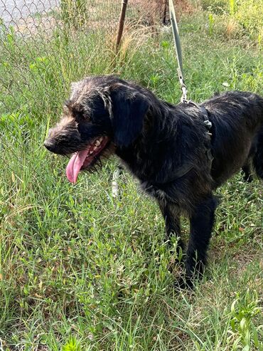 ov itlerinin satisi: Kurtxar, 3 il, Erkek, Ünvandan götürmə