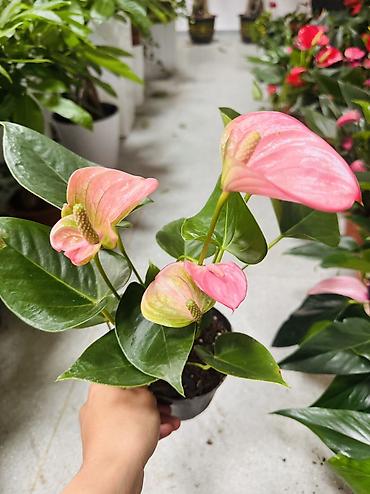 антуриум цветы: Антуриум (Anthurium) в горшке — эффектное комнатное растение с — 3