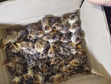 Hinduşka: Erkək, Ətlik, Ödənişli çatdırılma — 2