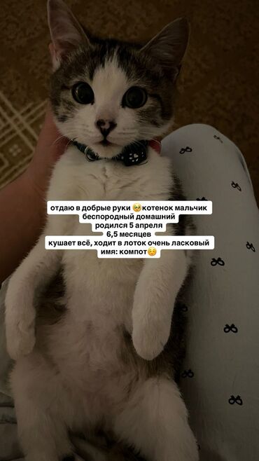 именные ошейники для кошек на заказ: Кошка даром: Беспородная, 6 месяцев, Мальчик, Приучена к лотку