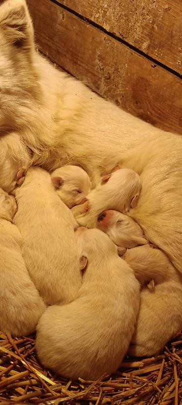 Psi: Na prodaju prelepi štenci belog nemačkog špica, oštenjeni 12. januara — 2