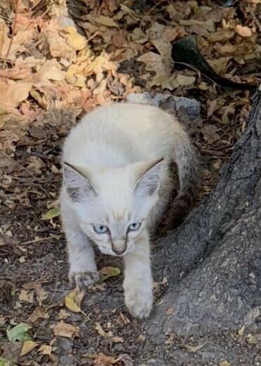 Отдам даром кошку: Кошка даром: Беспородная, Девочка — 5