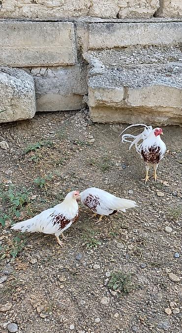 Digər quş: Yokohama 1 xoruz 2 Fərə. Fərələr təzə düşüblər yumurtaya. Qiymət — 2