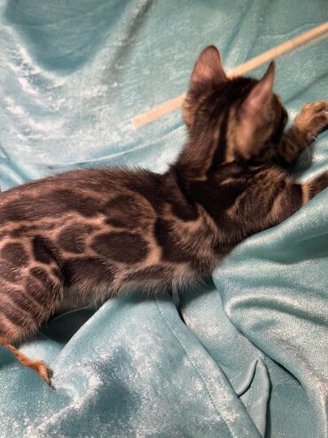 Продажа кошек: Бенгальская, 2 месяца, Девочка, Шоколадный, Приучена к лотку, Проглистована, С документами — 17
