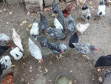 at satisi qiymetleri: Heyratı, qartal, ları xoruz. Xarkov cinsi toyuqlar. heyratı toyuqlar — 6