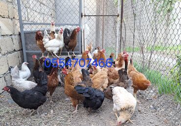 toyuq yemi qiymeti: Курица, Для яиц, Самовывоз, Бесплатная доставка