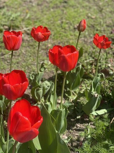 Продажа домов: Дом, 75 м², 6 комнат, Косметический ремонт — 20