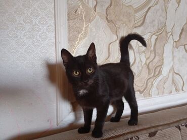 Pişiklər: Yaxşı əllərə — 2