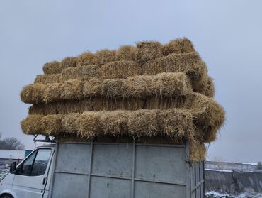 мясо яка цена бишкек: Салома Арпа саман тюктор метровый бодрый бас 130 с доставкой салома