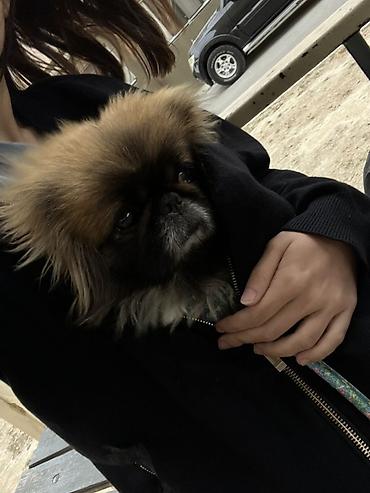 online evden is: Pequinz (Pekingese) cinsi erkey cütleşddirmek — 3