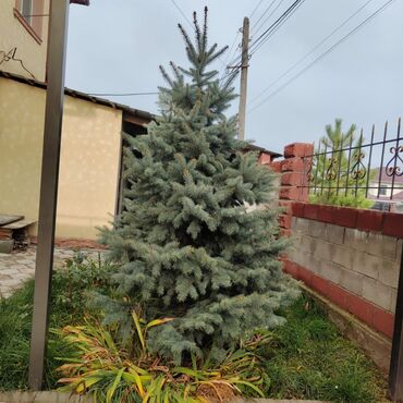 Декоративные деревья: Саженцы деревьев: Ели, Самовывоз, Платная доставка — 6