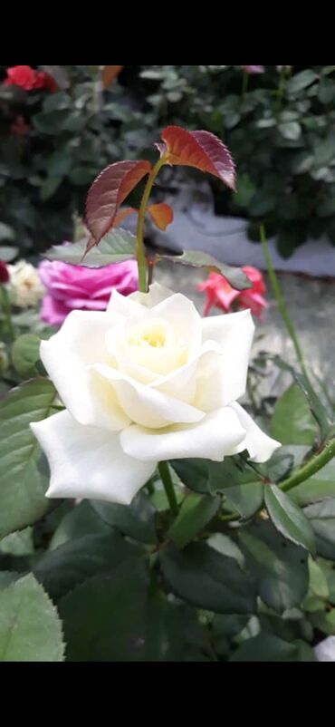 Şitillər: Məhsul: Gül kolları (gül fidanları) Təsvir: soyuqa davamlı 2 azn 3 — 3