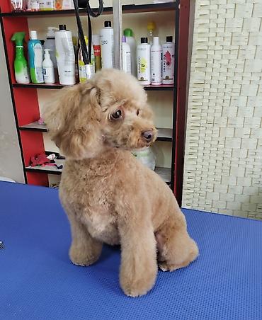 Зоотовары: Стрижка собак и кошек, мытьё, вычесывание, экспресс линька at lalafo.kg — 14 Зоотовары: Стрижка собак и кошек, мытьё, вычесывание, экспресс линька — 14