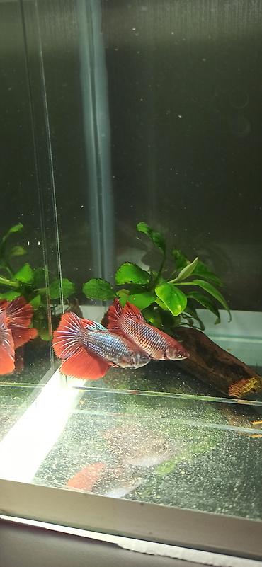 Balıqlar: Betta (Petuşok balığı), Yırtıcı — 13