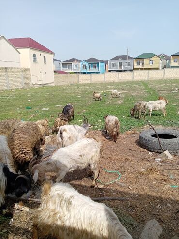 qurbanlıq qoyun: Qoyunlar, qoçlar