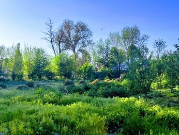 ысык куль квартира: 8 соток, Айыл чарба үчүн, Кызыл китеп, Техпаспорт