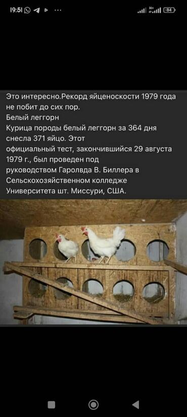 Куры, петухи: Продаю | Цыплята, Инкубационные яйца | Леггорн | Для разведения, Несушки — 2