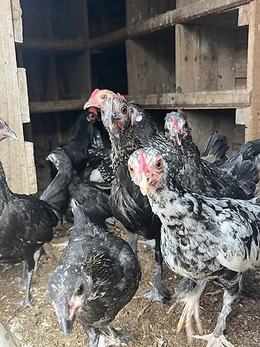 kend colpası: Yaponkalar kiçik böyük ölçüdə 
həyətdə özüm saxlayıram sağlamdırlar — 3