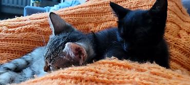 Продажа кошек: Отдам в добрые руки! Котята домашние. К лотку приучены, в еде не — 3
