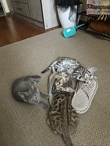 Животные: Котята домашние, короткошёрстные. Описание: - Окрас: есть — 3