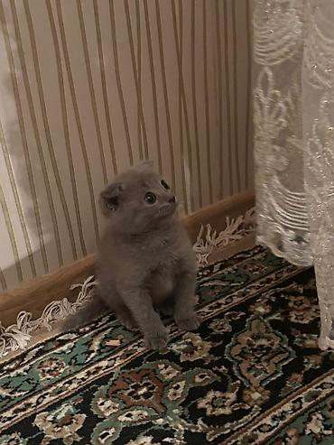 Кошки: Шотландская вислоухая — 5