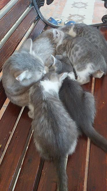 kosk isi: Tabbi, Erkək, Dişi, Yaxşı əllərə, Ünvandan götürmə — 4