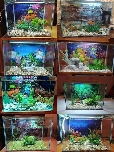 akvarium baligi: Akvarium balıqları aksesuarlar yem tor işıq — 1