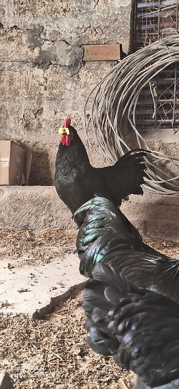qaz farm: Xoruz, il: 1 — 4