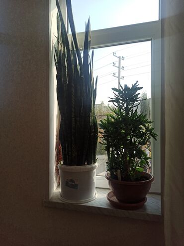 Otaq bitkiləri: Satılır: ev otaq gülləri kolleksiyası - Sansevieriya (Qaynanadili) – — 6