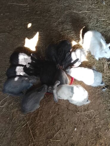 купить хорька в баку: Orta dovşan ana dovşanlar satilir barterde var marağlana bilərsiz