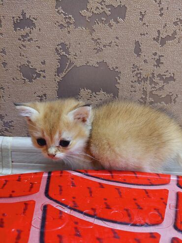 Pişiklər: Qızıl şinşilla, Erkək, Dişi, Ünvandan götürmə — 4