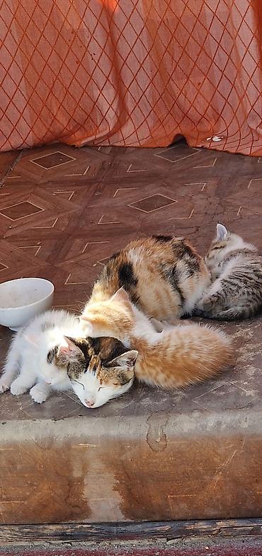 мышык арзан: Кошку с тремя котятами в добрые руки. Срочно Писать в профиль — 3