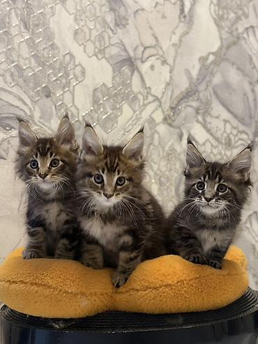 маленькая кошка: Породистые котята мейн-кун (окрас: коричневый тигровый табби). Крупный — 4