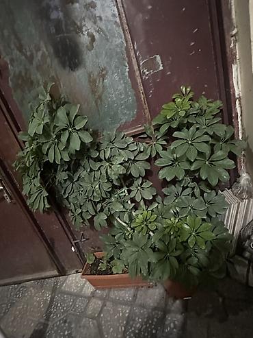 turac quşu qiyməti: Schefflera (umbrella bitkisi) – dekorativ, həmişəyaşıl otaq bitkisi — 1