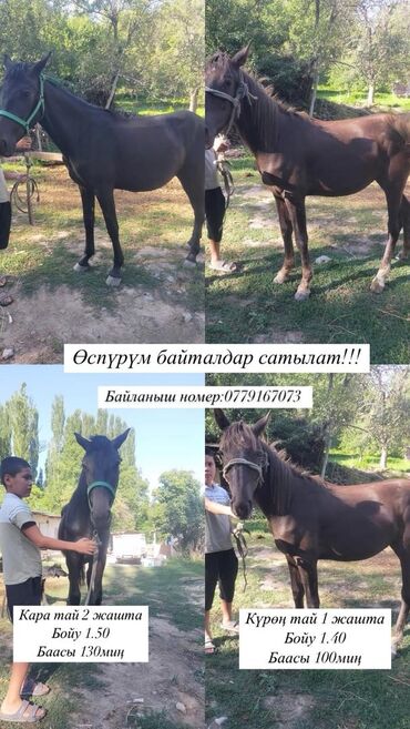 продам ячмень оптом: Сатам | Жылкы (эркек), Байтал